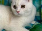 Arthur - Scottish Straight Cat For Sale - 