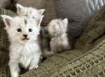 Taking Reservations - Maine Coon Cat For Sale - Kansas City&comma; MO&comma; US