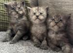 Black Smoke Kittens - Maine Coon Cat For Sale - Kansas City&comma; MO&comma; US