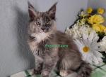 Blue cream girl - Maine Coon Cat For Sale - Fort Worth&comma; TX&comma; US