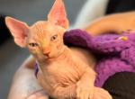 Sphynx - Sphynx Cat For Sale - Rochester&comma; NY&comma; US
