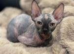 Tortoiseshell - Sphynx Kitten For Sale - Rochester&comma; NY&comma; US