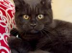 Mystic - British Shorthair Cat For Sale - Philadelphia&comma; PA&comma; US