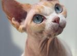 Tinker Bell - Devon Rex Cat For Sale - Philadelphia&comma; PA&comma; US