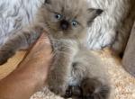 Purebred Ragdoll Kittens - Ragdoll Cat For Sale - Cookeville&comma; TN&comma; US