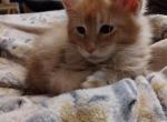 Gus - Maine Coon Cat For Sale - Trevor&comma; WI&comma; US