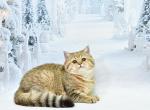 Rumina 1 - British Shorthair Cat For Sale - Chicago&comma; IL&comma; US