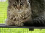 Nova - Maine Coon Cat For Sale - Corwin&comma; OH&comma; US
