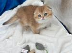 Olivia - Scottish Fold Kitten For Sale - Phoenix&comma; AZ&comma; US