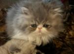 White and gray Persian female - Persian Cat For Sale - MA&comma; US