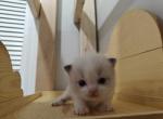 Bicolor Kitten Boy - Ragdoll Cat For Sale - Westborough&comma; MA&comma; US