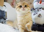 Kokos - Scottish Fold Cat For Sale - Los Angeles&comma; CA&comma; US