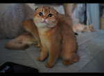 Chicha - Scottish Fold Cat For Sale - San Mateo&comma; CA&comma; US