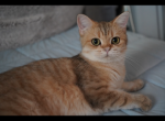 Nelly - British Shorthair Cat For Sale - San Mateo&comma; CA&comma; US