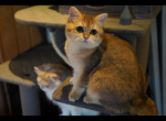Sally - British Shorthair Cat For Sale - San Mateo&comma; CA&comma; US