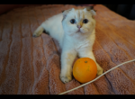 Luna - Scottish Fold Cat For Sale - San Mateo&comma; CA&comma; US