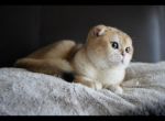 Hasik - Scottish Fold Cat For Sale - San Mateo&comma; CA&comma; US