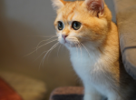 Ginger - British Shorthair Cat For Sale - San Mateo&comma; CA&comma; US