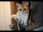 Timmy - British Shorthair Cat For Sale - San Mateo&comma; CA&comma; US