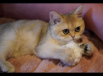 Hasinda - British Shorthair Cat For Sale - San Mateo&comma; CA&comma; US