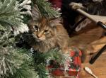 Loua - Maine Coon Cat For Sale - Carmel&comma; NJ&comma; US