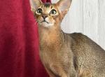 Olvis - Abyssinian Cat For Sale - Pembroke Pines&comma; FL&comma; US