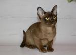 Ride - Burmese Cat For Sale - Miami&comma; FL&comma; US