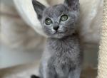 Razz - Russian Blue Cat For Sale - Hollywood&comma; FL&comma; US