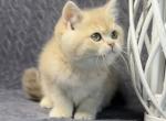 Livara - British Shorthair Cat For Sale - Pembroke Pines&comma; FL&comma; US