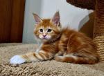 Amadey - Maine Coon Cat For Sale - Miami&comma; FL&comma; US