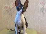High Tech - Cornish Rex Cat For Sale - Hollywood&comma; FL&comma; US