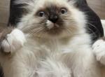 Frankie - Ragdoll Cat For Sale - Saugerties&comma; NY&comma; US
