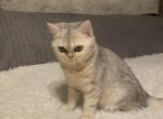 Jariki - Scottish Fold Cat For Sale - Philadelphia&comma; PA&comma; US