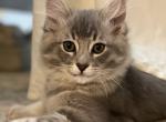 Moose - Siberian Cat For Sale - Hingham&comma; MA&comma; US