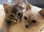 Ziggy - Siberian Cat For Sale - Hingham&comma; MA&comma; US