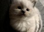 Blue Torti Female Ragdoll - Ragdoll Cat For Sale - Pittsfield&comma; MA&comma; US