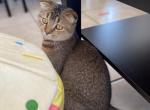 Scottish fold purebred girl - Scottish Fold Cat For Sale - Champions Gate&comma; FL&comma; US