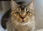 Scottish Straight kitten purebred boy - Scottish Straight Cat For Sale - Champions Gate&comma; FL&comma; US