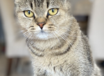 Scottish Straight purebred girl - Scottish Straight Cat For Sale - Champions Gate&comma; FL&comma; US