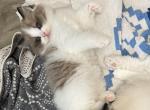 Mink bicolor male - Ragdoll Cat For Sale - San Diego&comma; CA&comma; US
