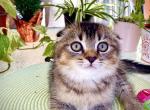 Scottish fold boy - Scottish Fold Cat For Sale - Champions Gate&comma; FL&comma; US