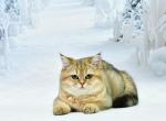 Rumma1 - Scottish Straight Cat For Sale - Chicago&comma; IL&comma; US