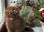 Kinder 1 - Scottish Fold Cat For Sale - Los Angeles&comma; CA&comma; US