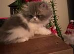 Persian gray and white male - Persian Cat For Sale - MA&comma; US