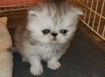 Violet's Female - Persian Cat For Sale - Greenville&comma; OH&comma; US