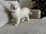 Bleu - Ragdoll Cat For Sale - Los Angeles, CA, US