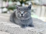 Ash - British Shorthair Cat For Sale - Woodland Park&comma; CO&comma; US