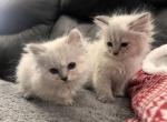 Frost & Jingles - Siberian Cat For Sale - Harrisburg&comma; PA&comma; US