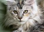 TICA female unique color - Maine Coon Cat For Sale - Waterloo&comma; IN&comma; US