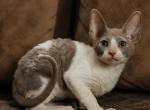 Jeffery - Cornish Rex Cat For Sale - Hollywood&comma; FL&comma; US
